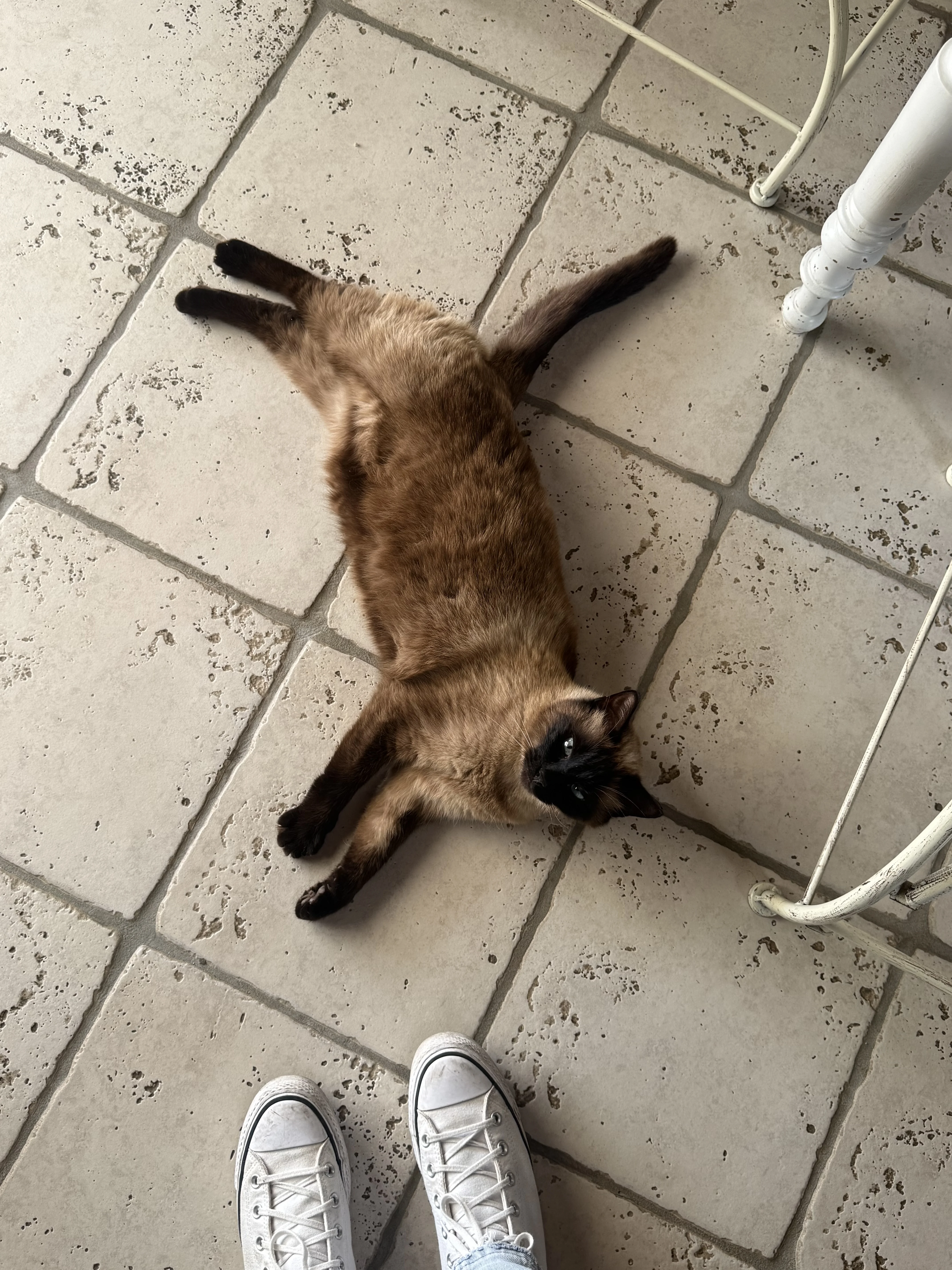 cagnotte cause animale
