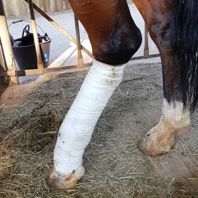 cagnotte cause animale