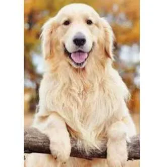 cagnotte cause animale