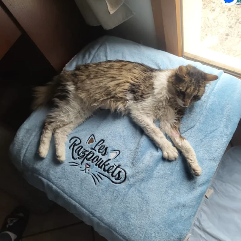 cagnotte cause animale