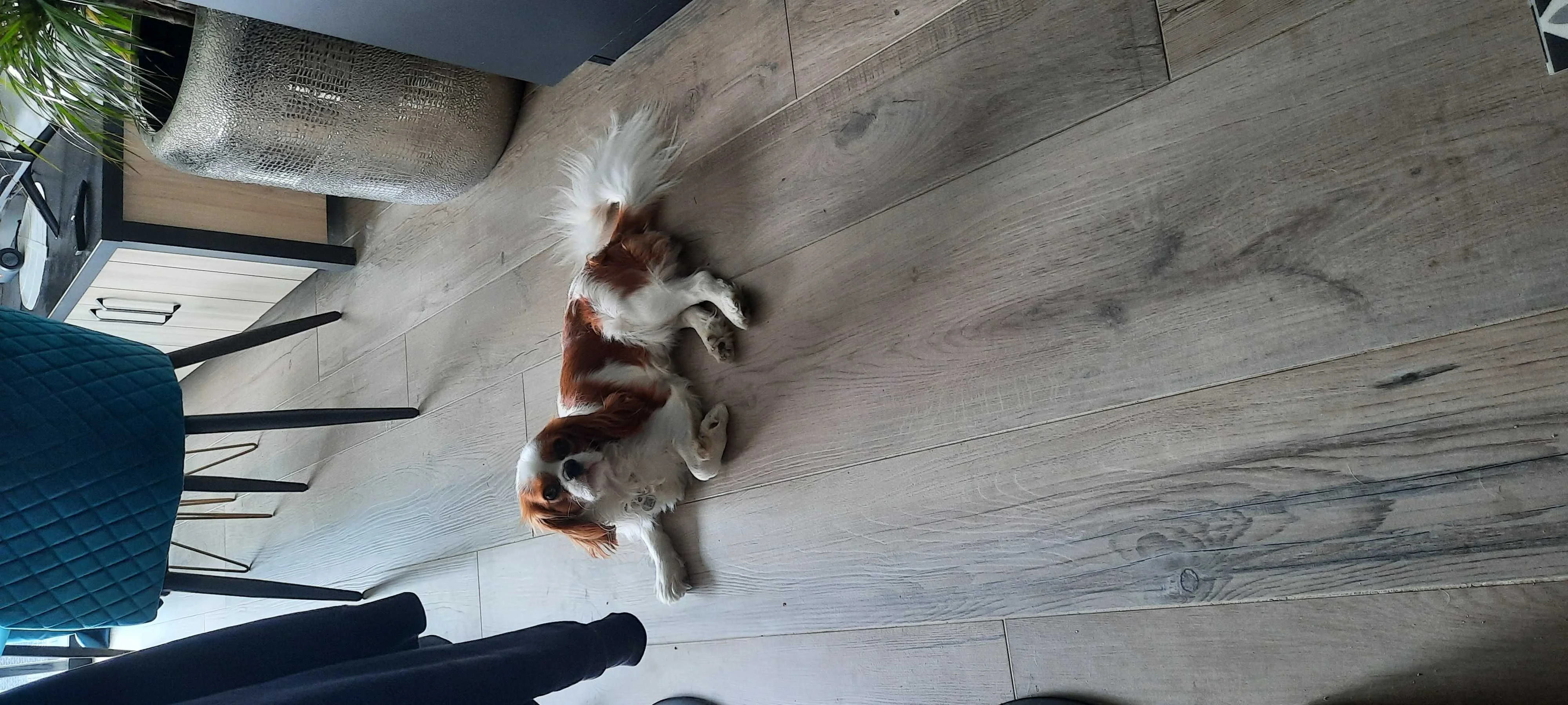 cagnotte cause animale