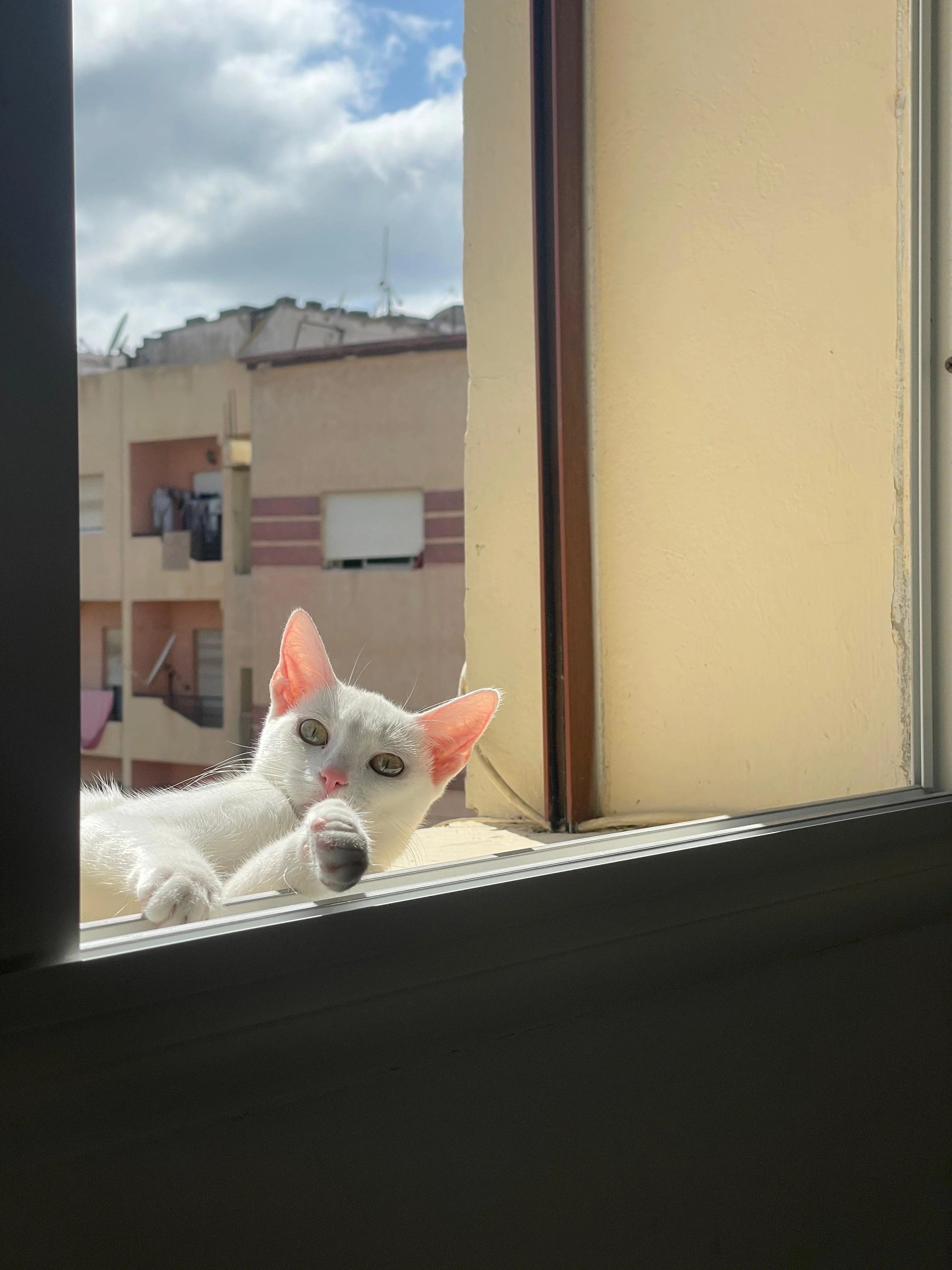 cagnotte cause animale