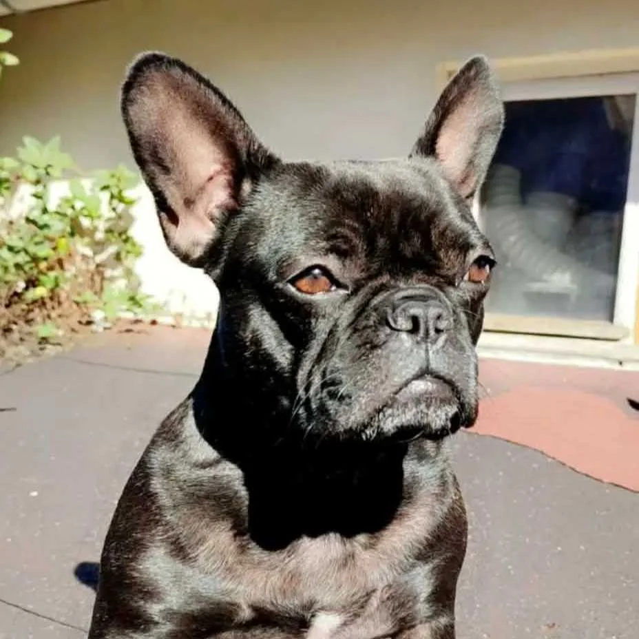 cagnotte cause animale