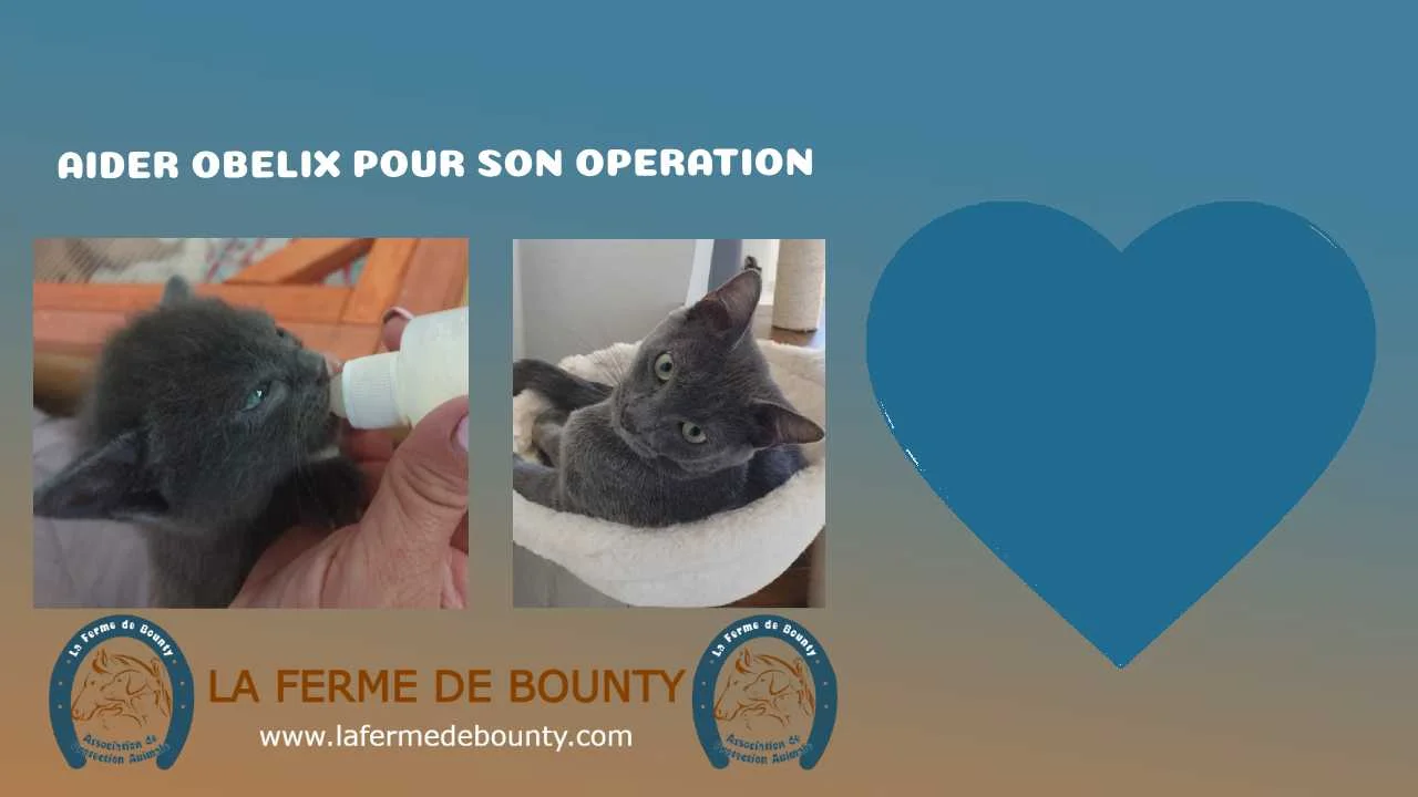 cagnotte cause animale