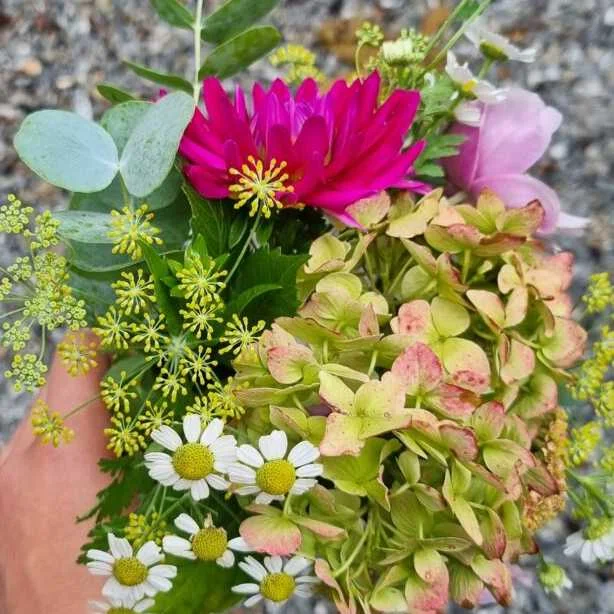 cagnotte pot de départ