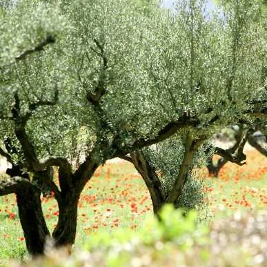 cagnotte obsèques