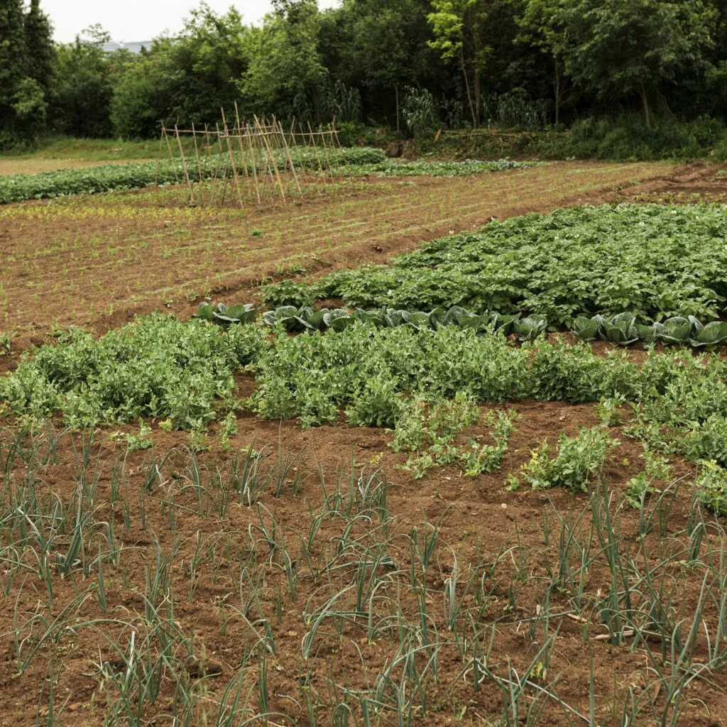 cagnotte agriculture