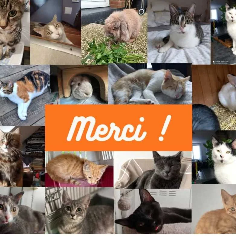 cagnotte cause animale