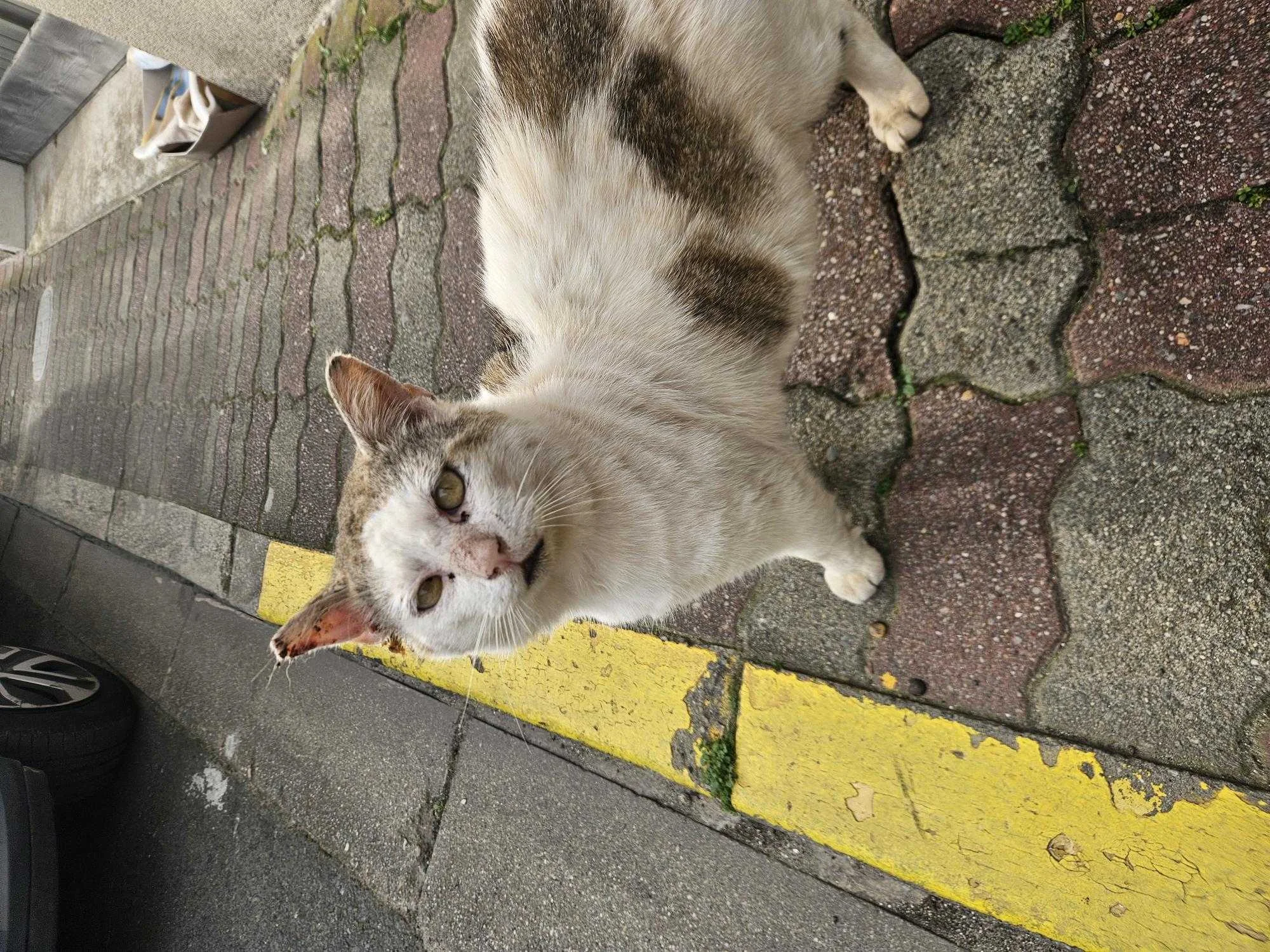 cagnotte cause animale