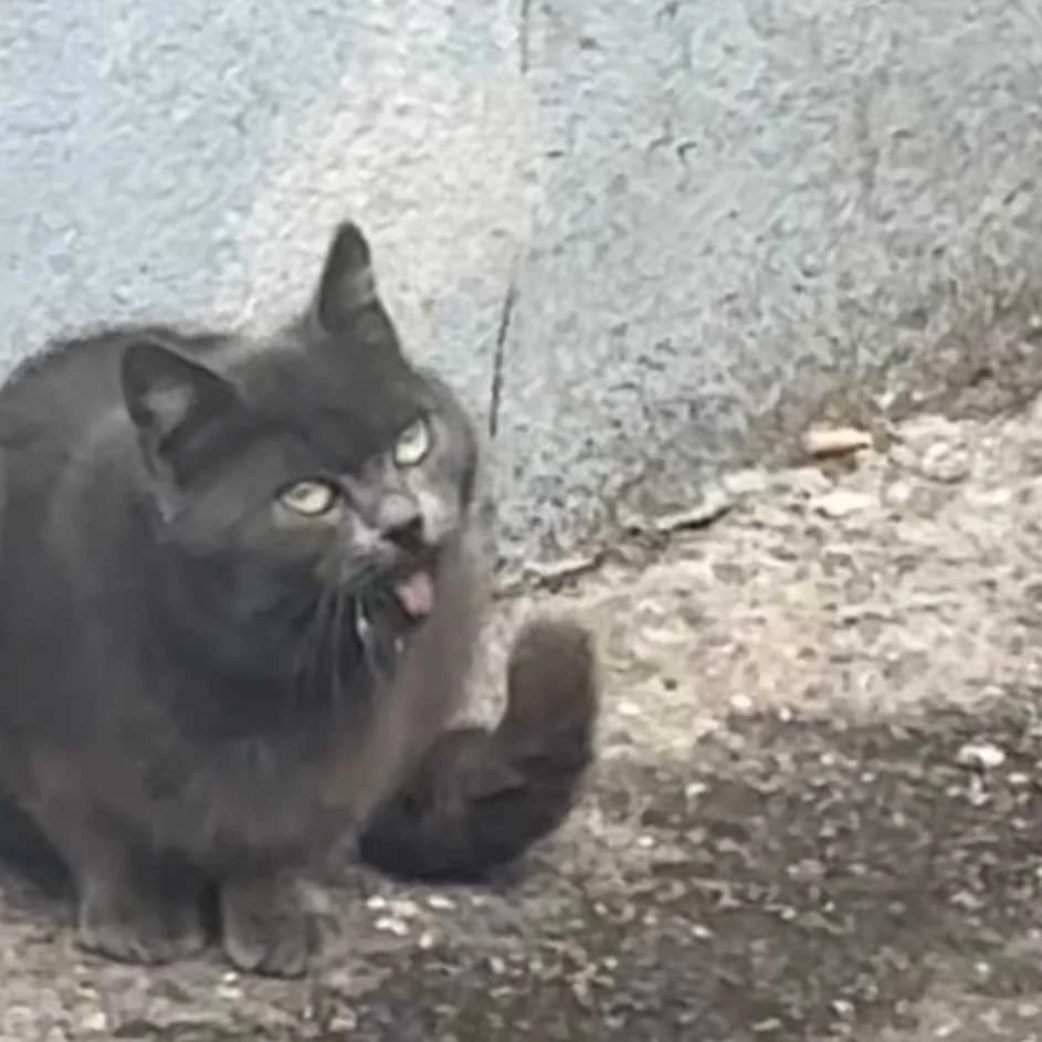 cagnotte cause animale