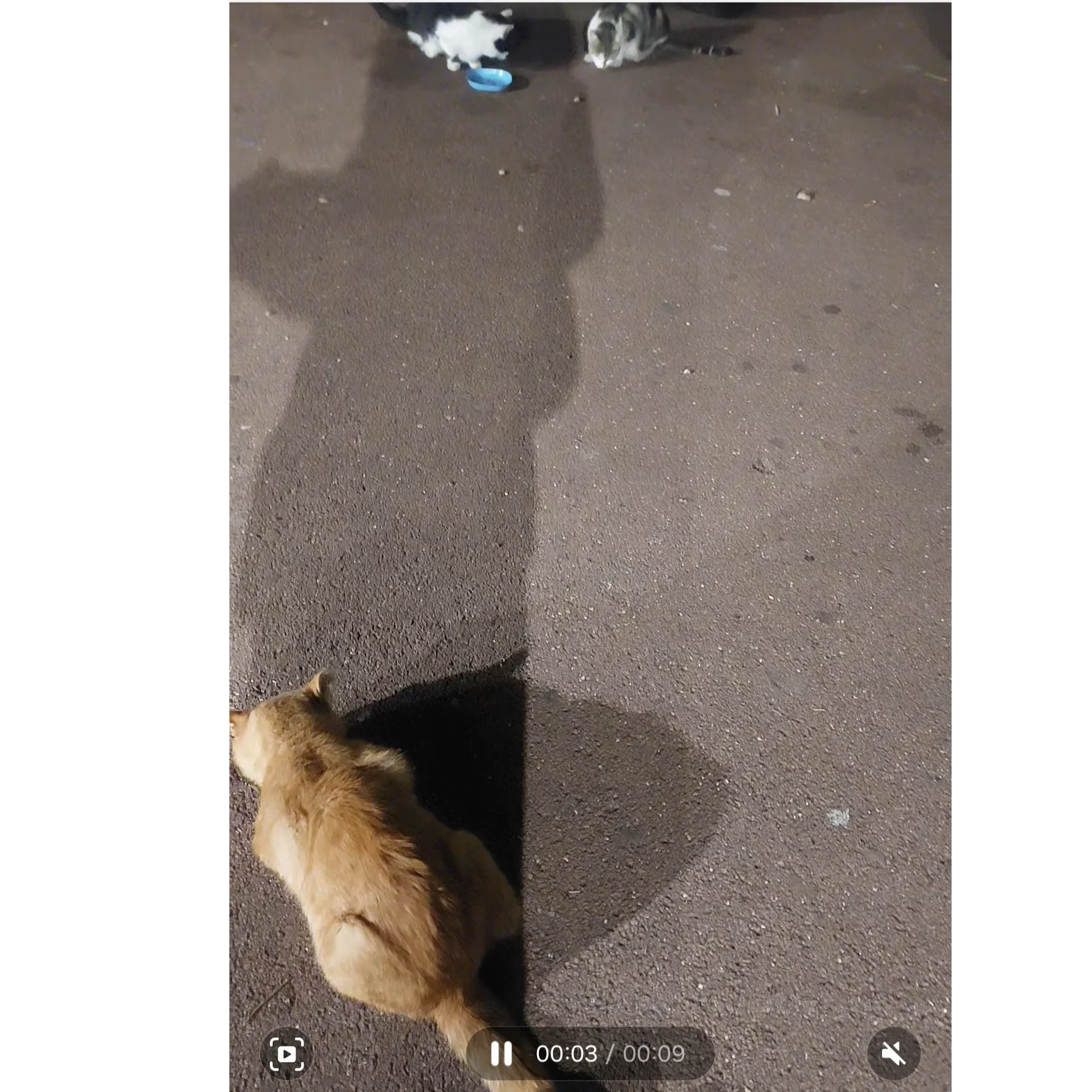 cagnotte cause animale