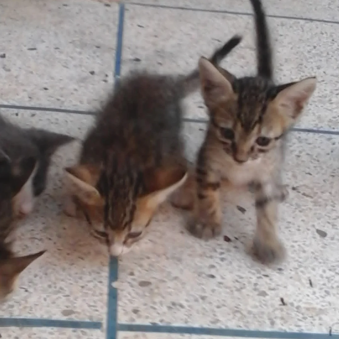 cagnotte cause animale