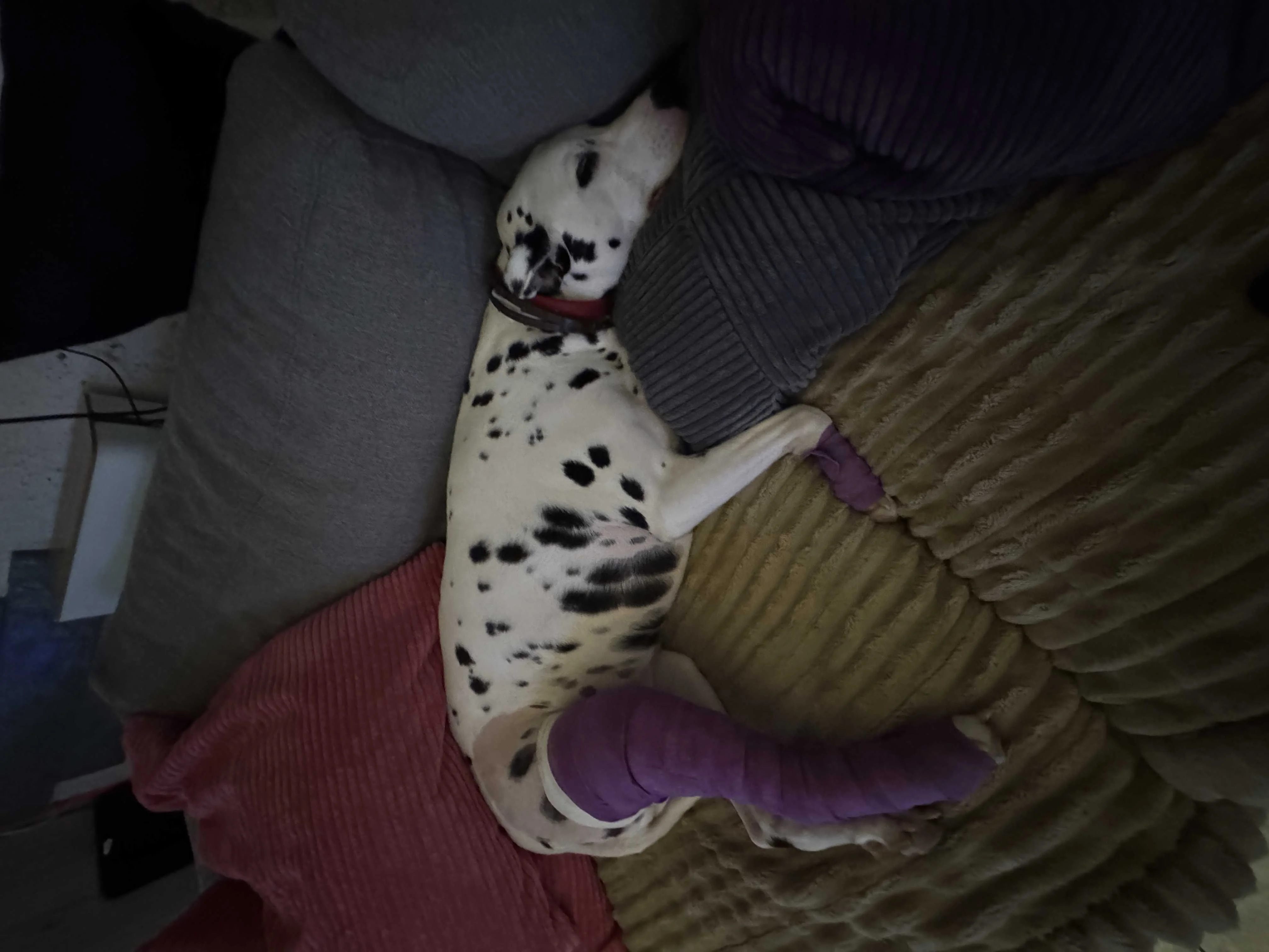 cagnotte cause animale