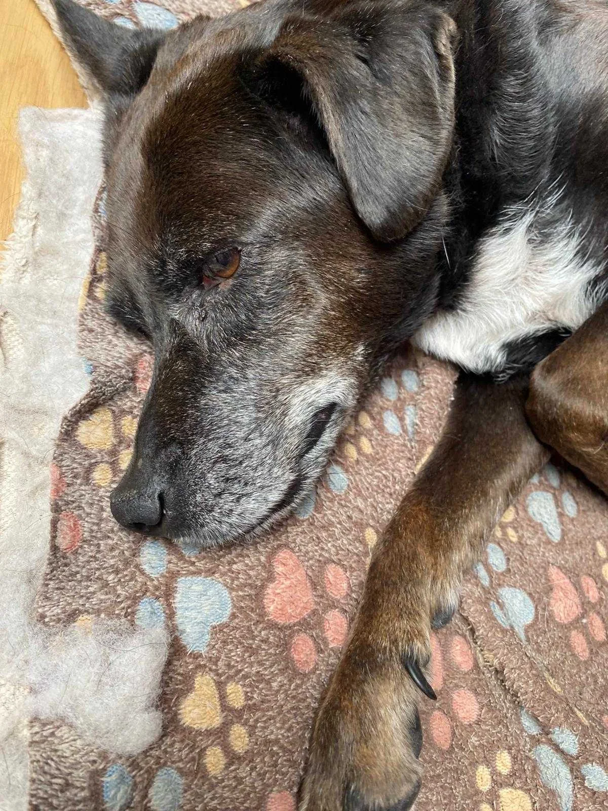 cagnotte cause animale