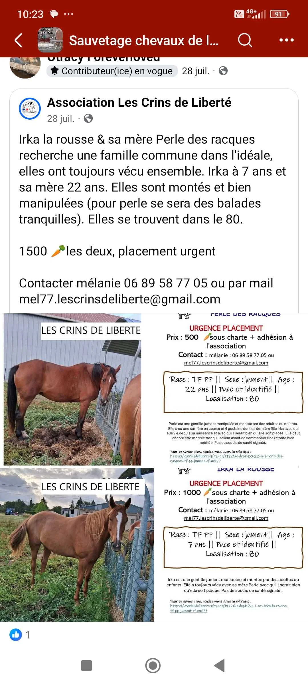 cagnotte cause animale