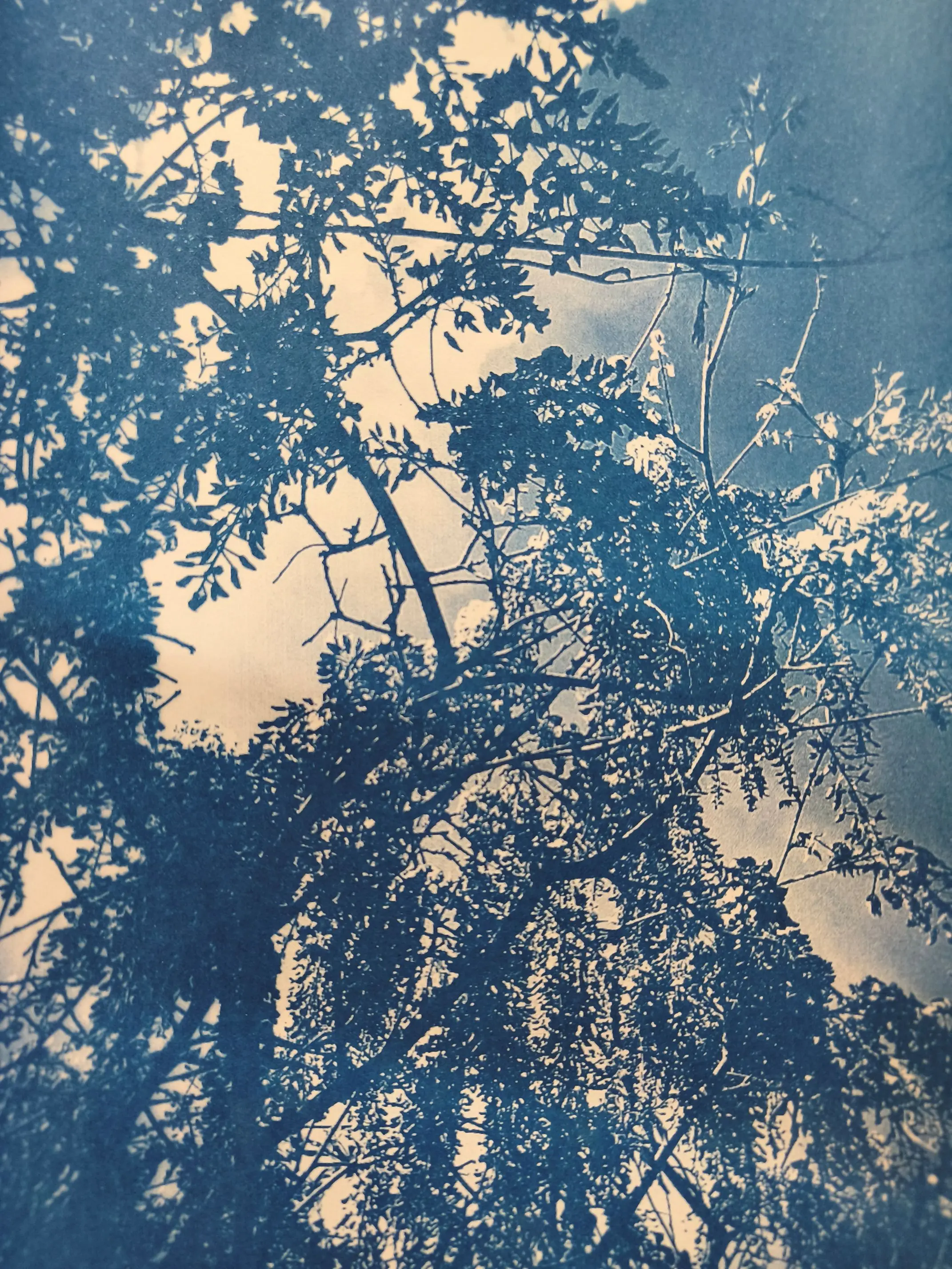 Tirage cyanotype "Sous la glycine"