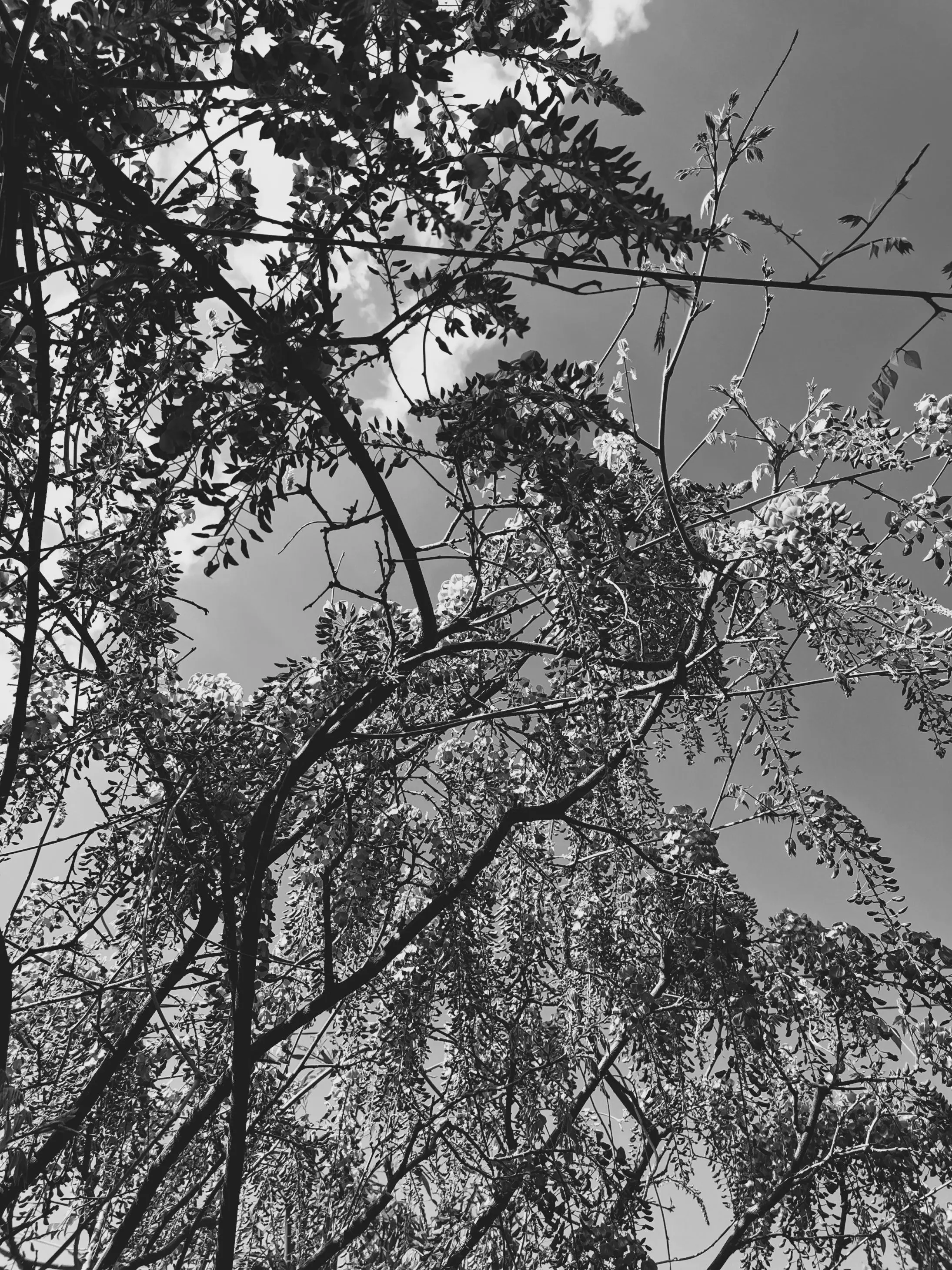 Tirage poster 30x20cm "Sous les arbres"