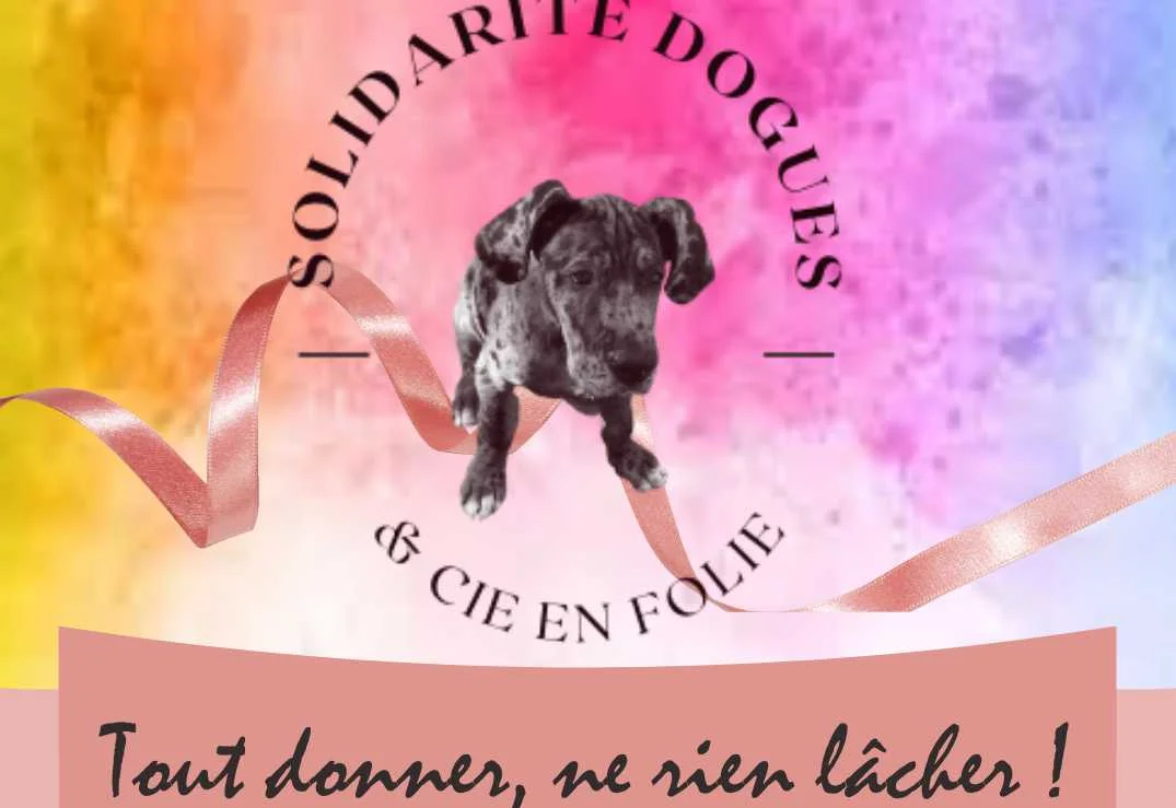 cagnotte cause animale