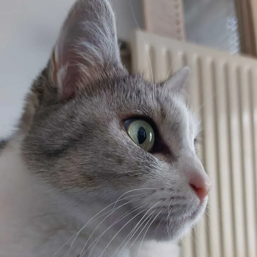cagnotte cause animale