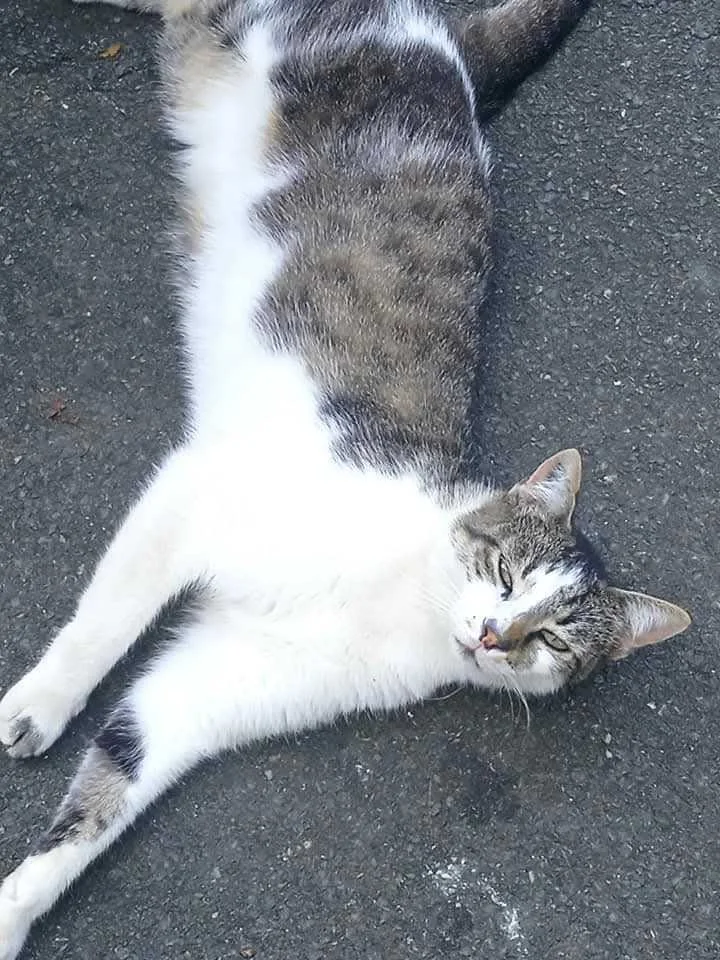 cagnotte cause animale