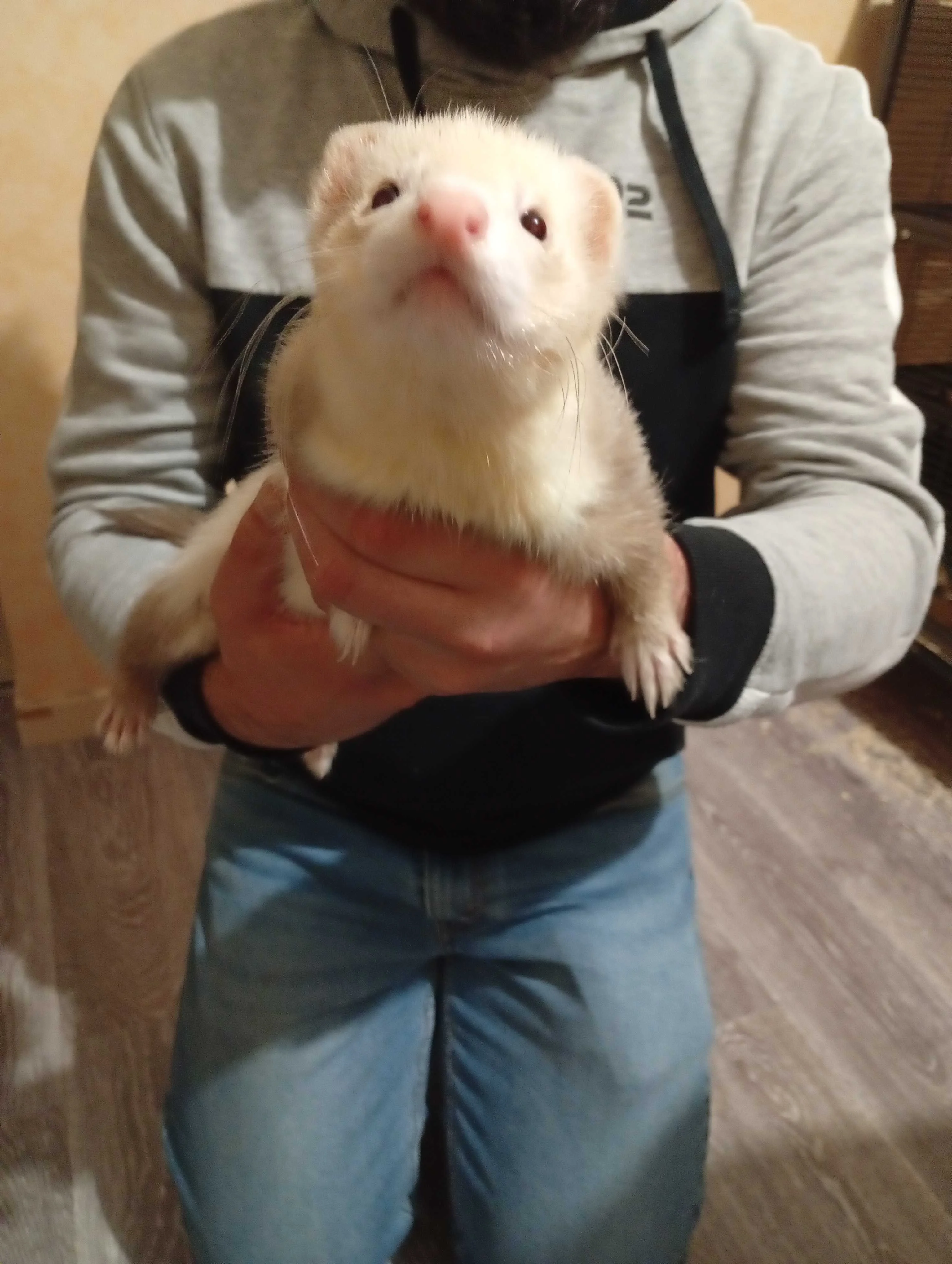 cagnotte cause animale