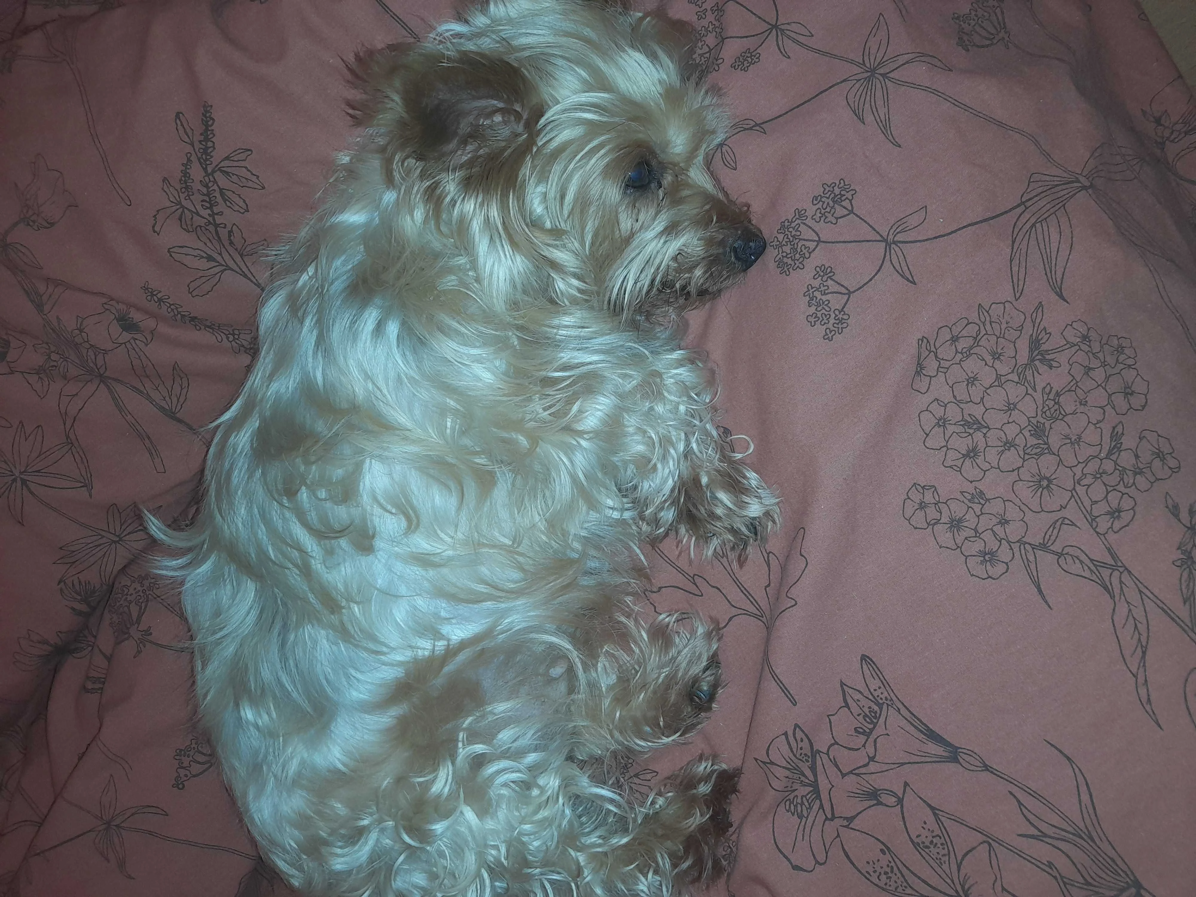 cagnotte autre