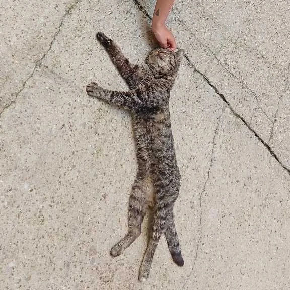 cagnotte cause animale