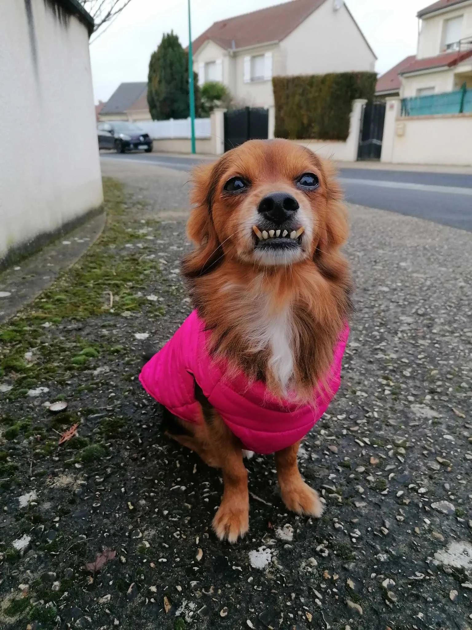 cagnotte cause animale