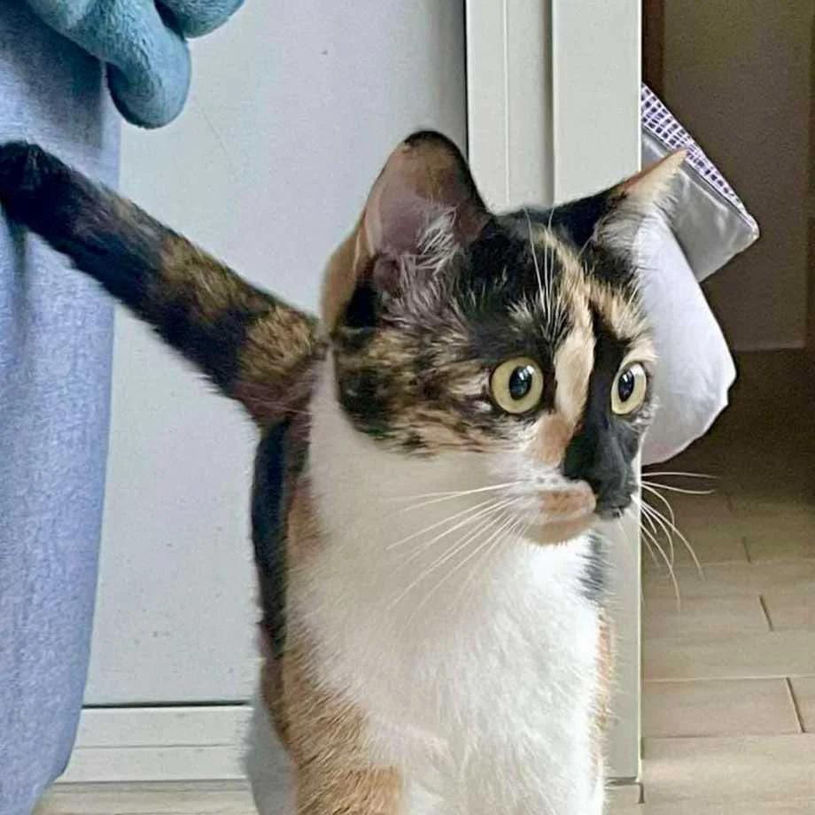 cagnotte cause animale