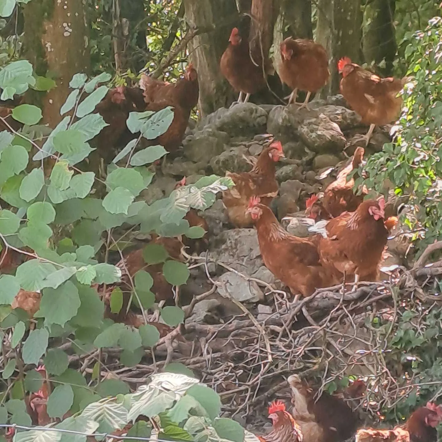 cagnotte agriculture