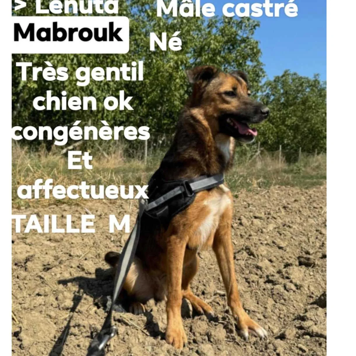cagnotte cause animale