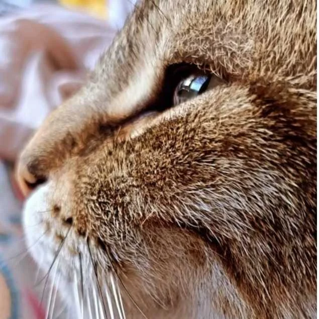 cagnotte cause animale