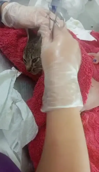 zvSHeWJkJwp5vLSLZMYeiJruKj0PUAAAA=