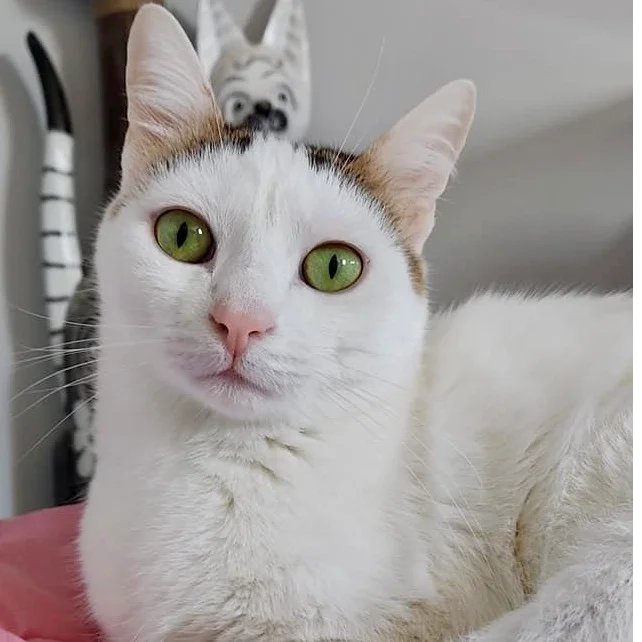 cagnotte cause animale