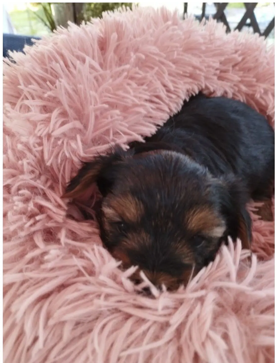 chiot 