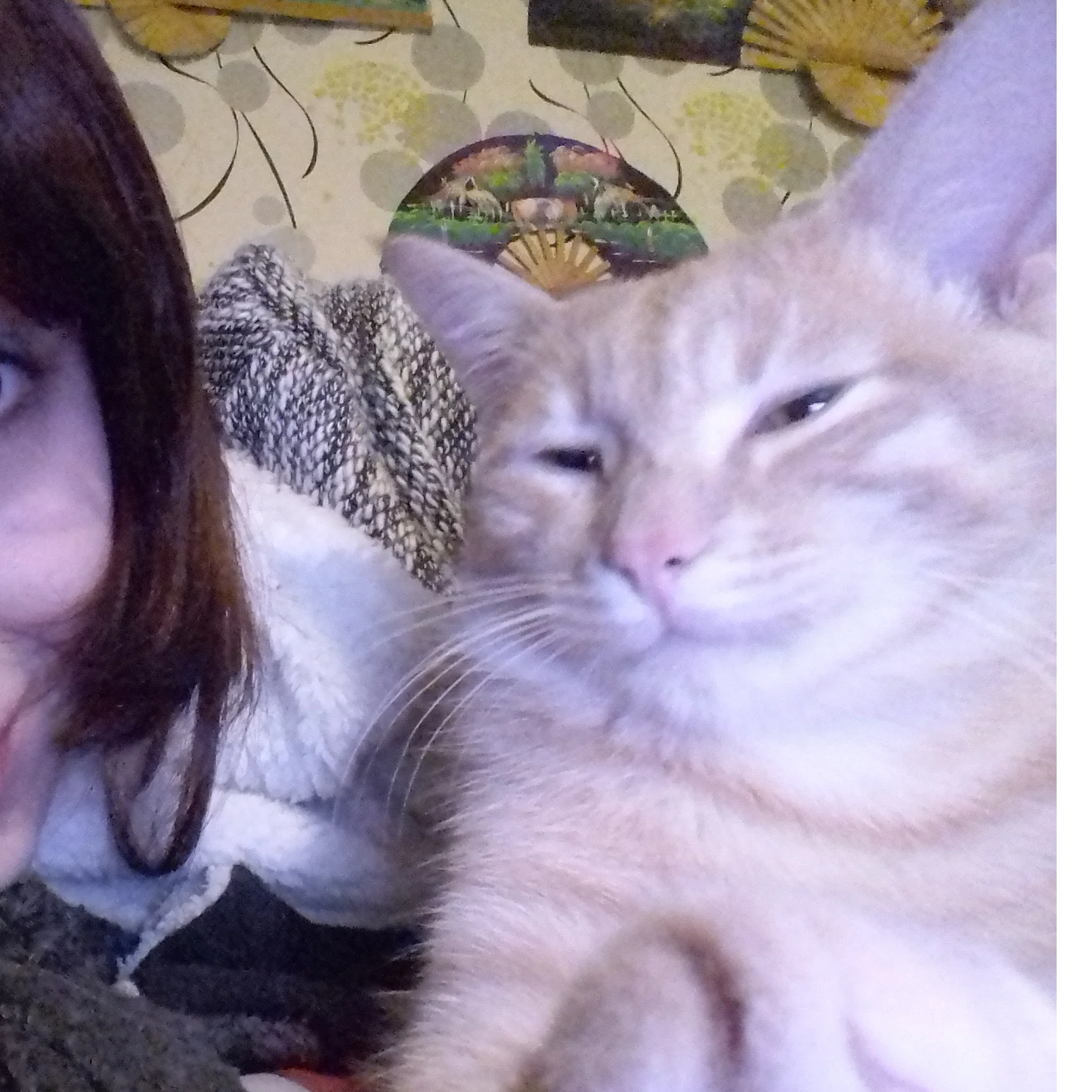 cagnotte cause animale