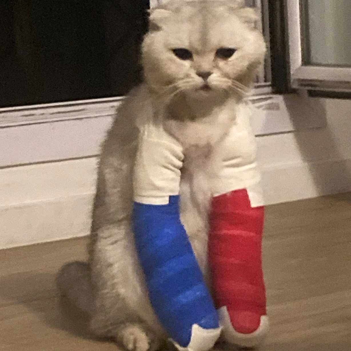 cagnotte cause animale