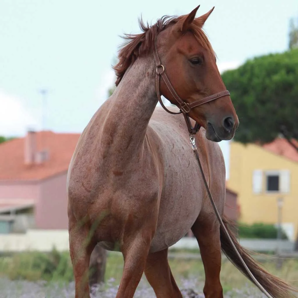 cagnotte cause animale