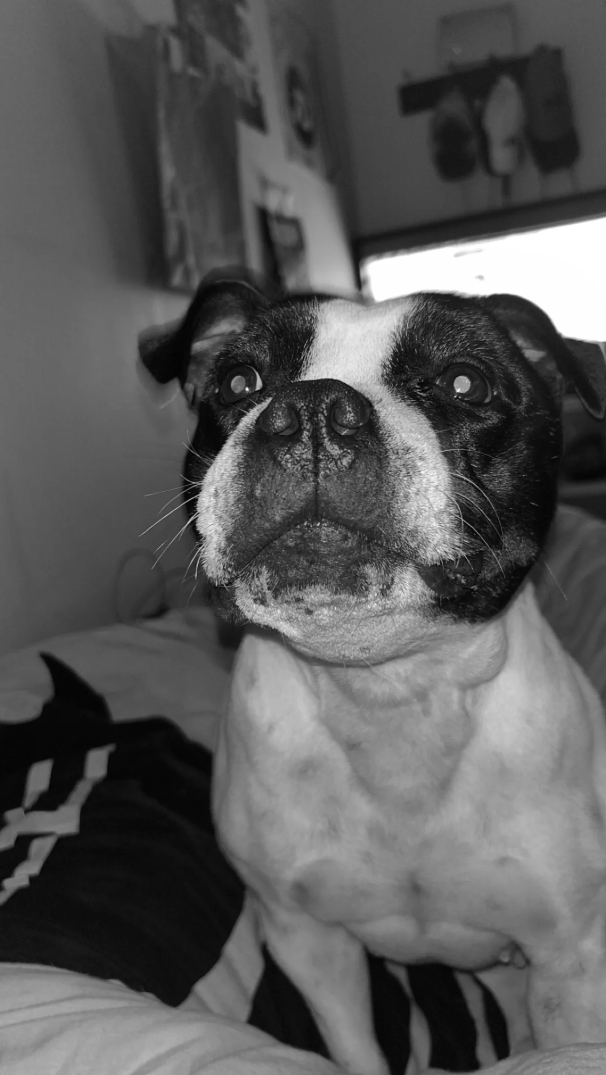 cagnotte cause animale