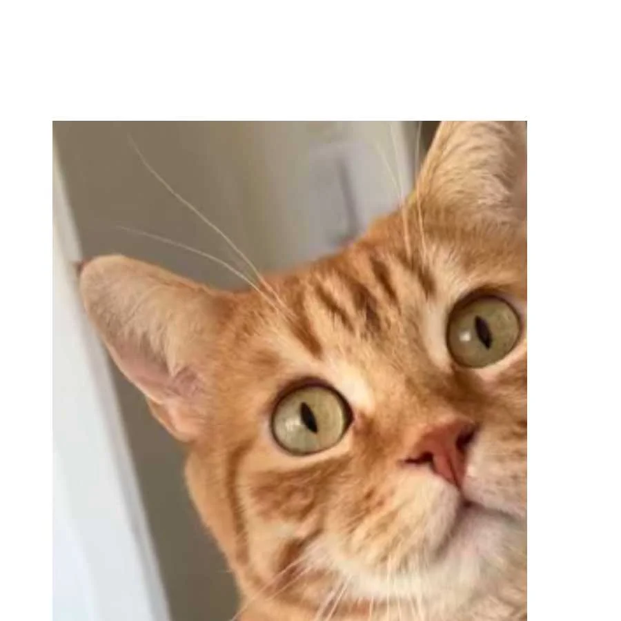 cagnotte cause animale