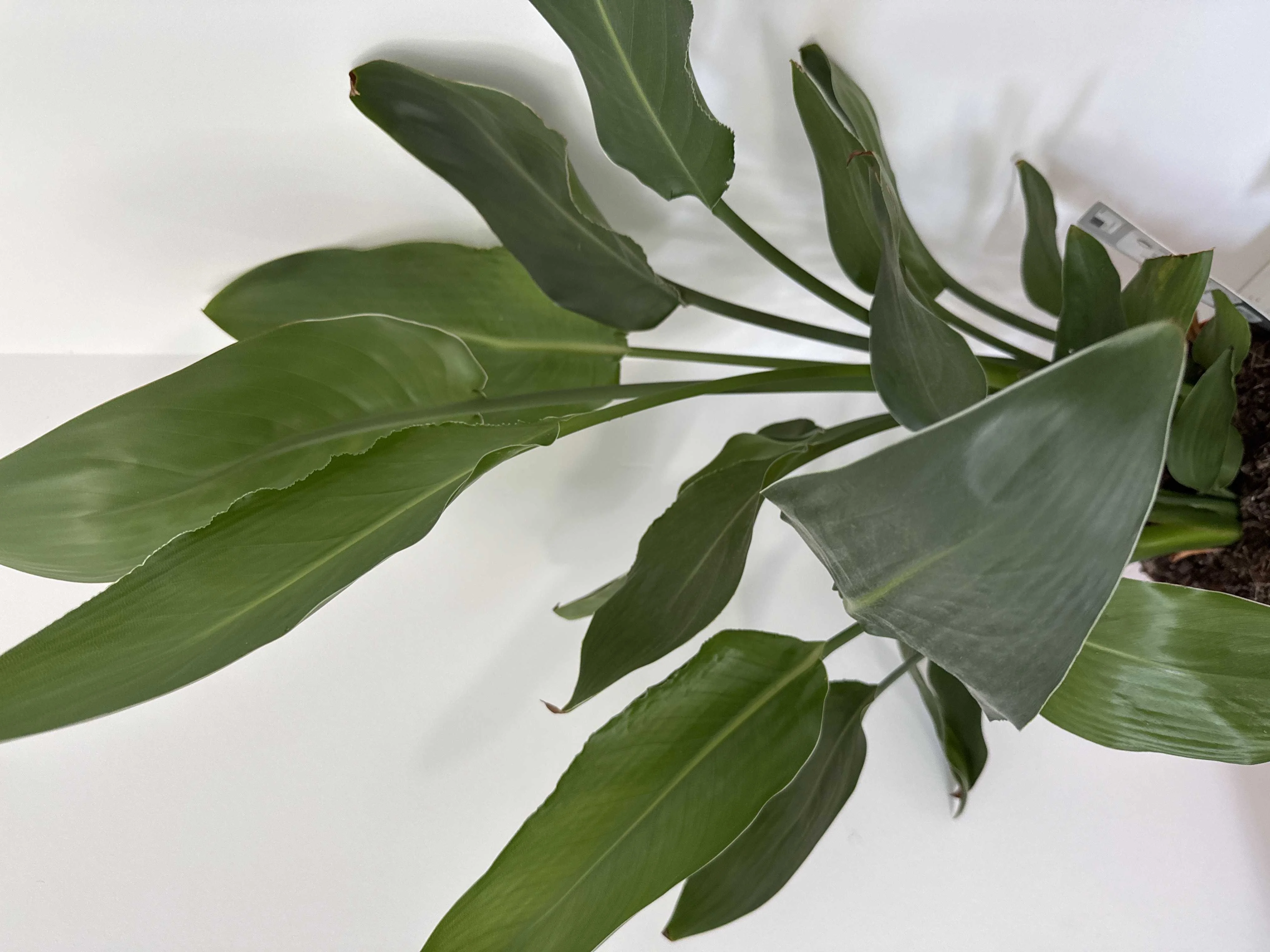 cagnotte actualité