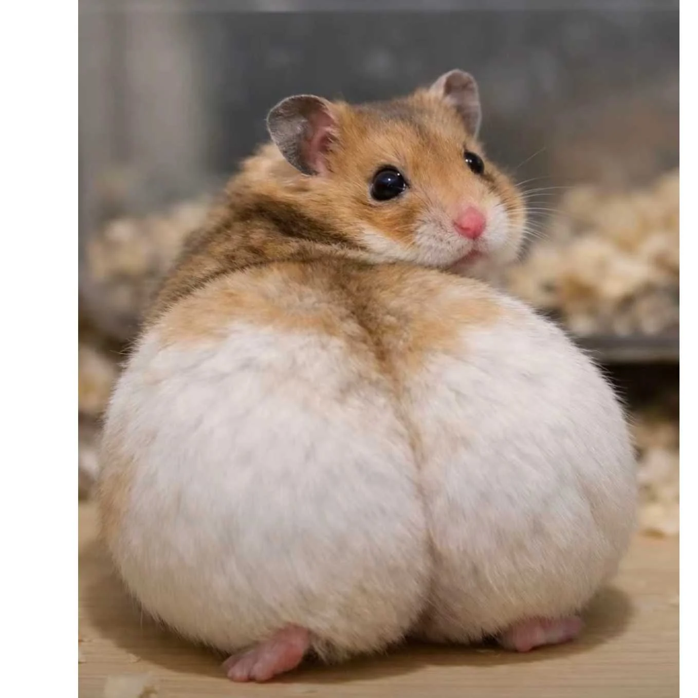 cagnotte cause animale