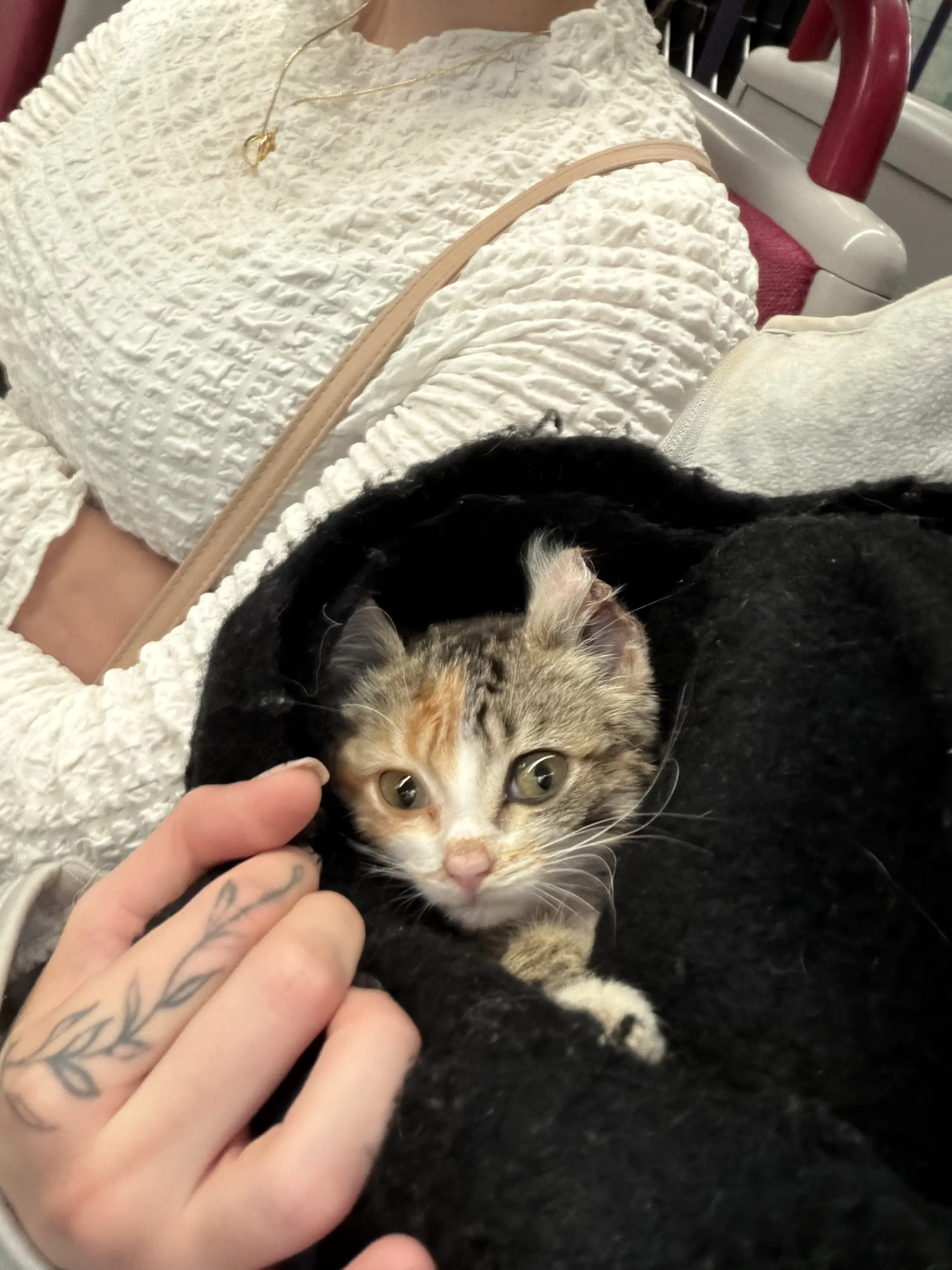Sauvetage chaton 