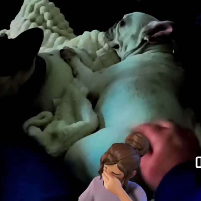 cagnotte cause animale