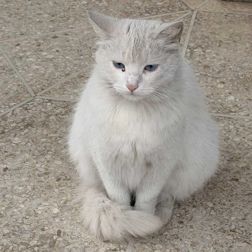cagnotte cause animale