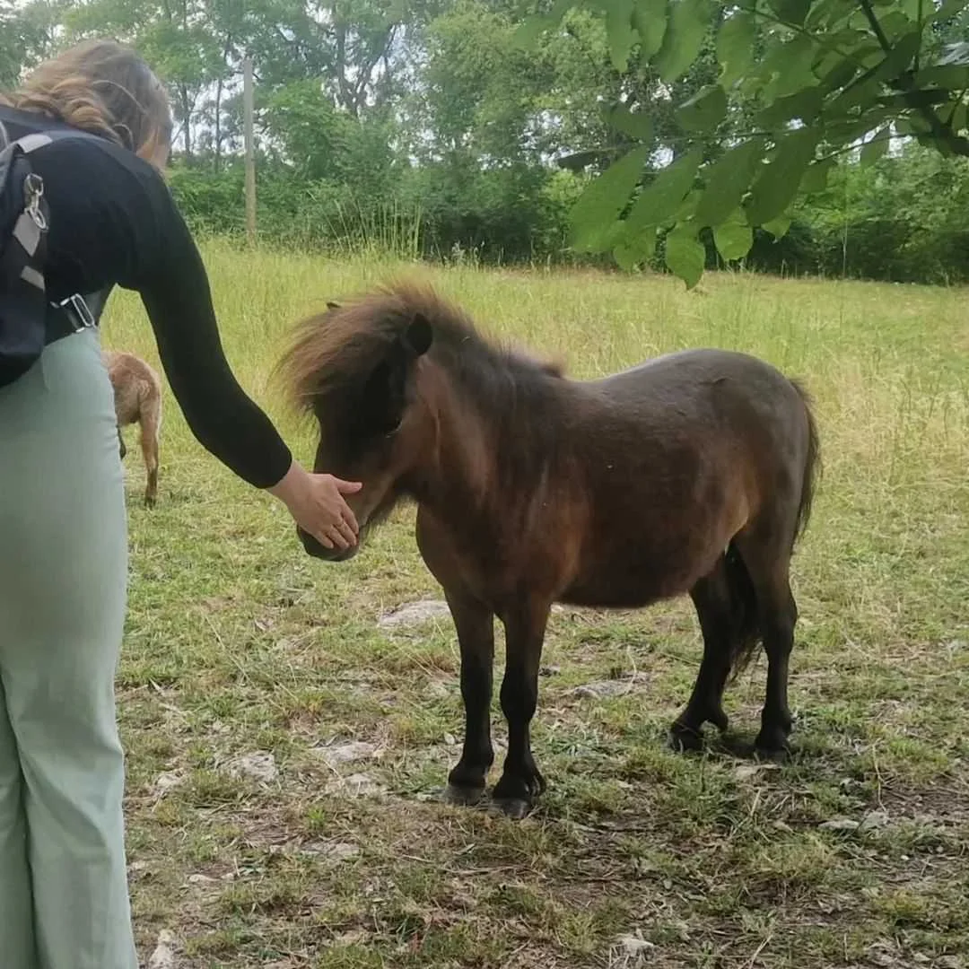 cagnotte cause animale