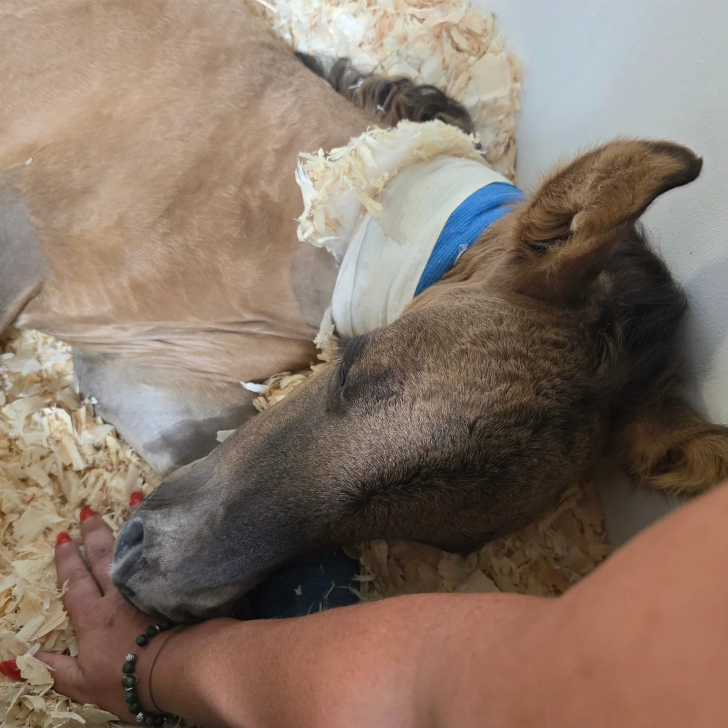cagnotte cause animale