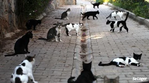 cagnotte cause animale