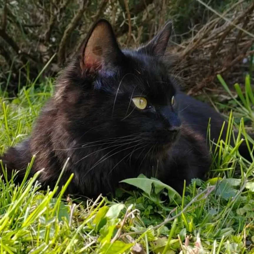 cagnotte cause animale