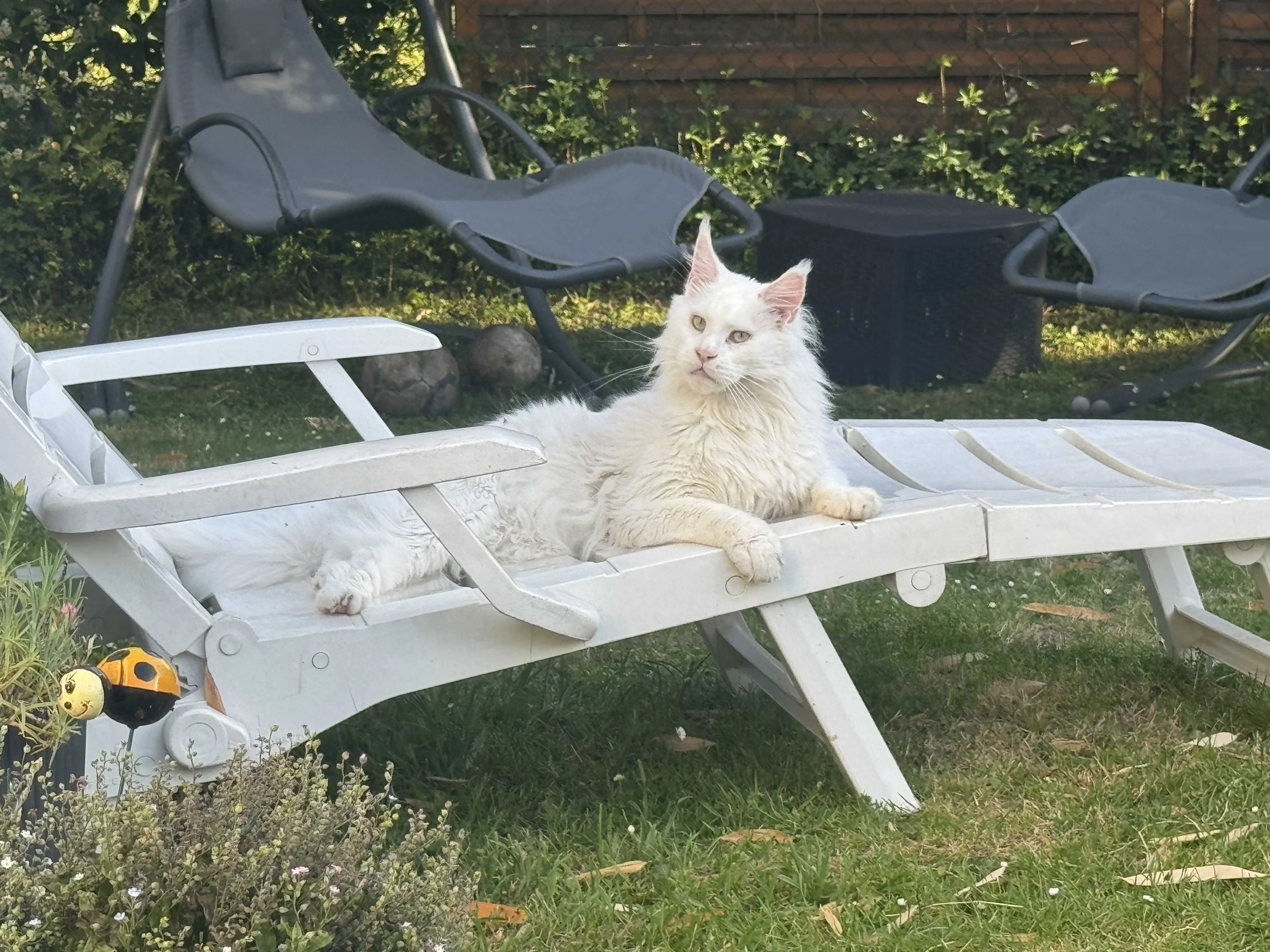 cagnotte cause animale